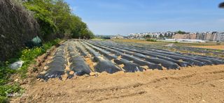 에바다님의 5월 농사계획 공유하기 · 참여글 작성글 사진