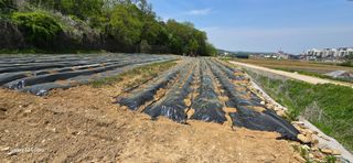 에바다님의 5월 농사계획 공유하기 · 참여글 작성글 사진