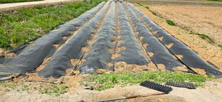 에바다님의 5월 농사계획 공유하기 · 참여글 작성글 사진