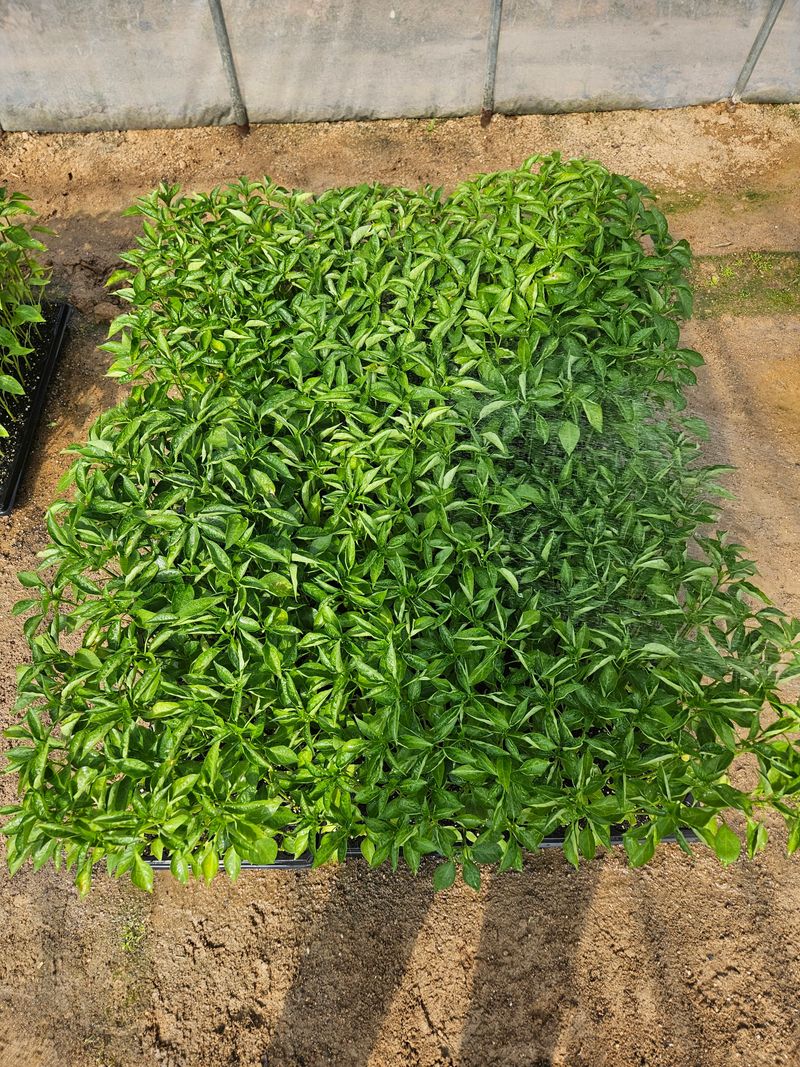 장터 상품 [고추모종] 썸네일