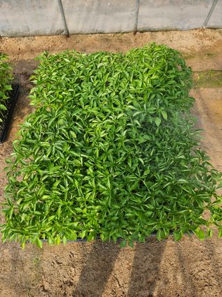 예담농원(민경진)님의 작성글 사진