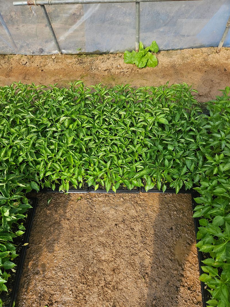 예담농원(민경진)님의 장터 판매 상품 [고추모종] 첨부 사진