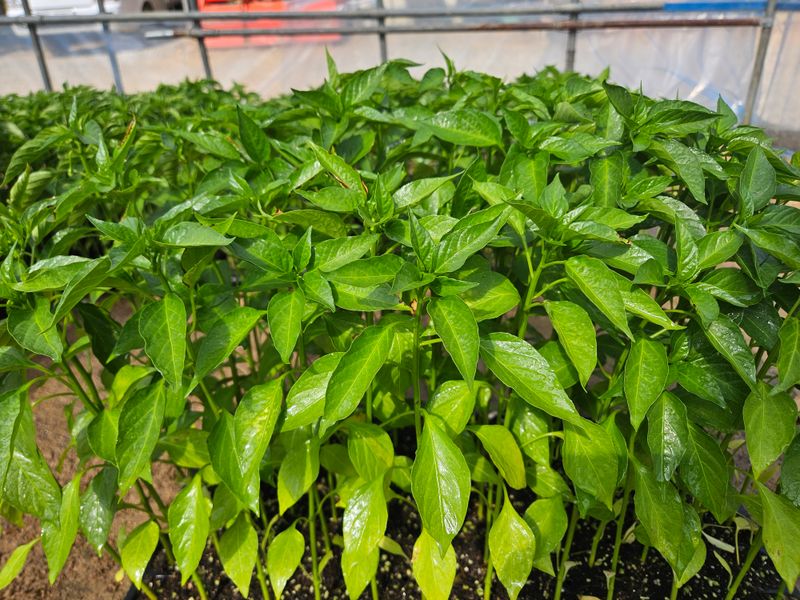 예담농원(민경진)님의 장터 판매 상품 [고추모종] 첨부 사진