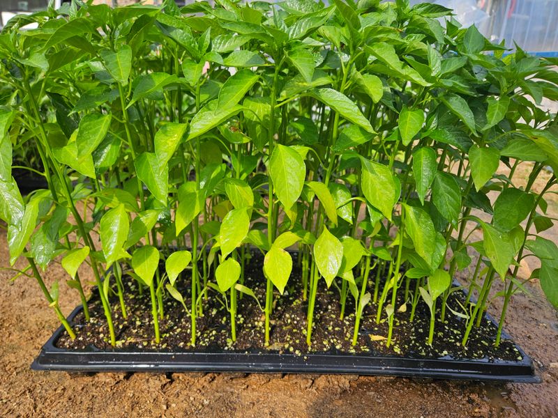 예담농원(민경진)님의 장터 판매 상품 [고추모종] 첨부 사진