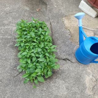 김명철님의 5월 농사계획 공유하기 · 참여글 작성글 사진