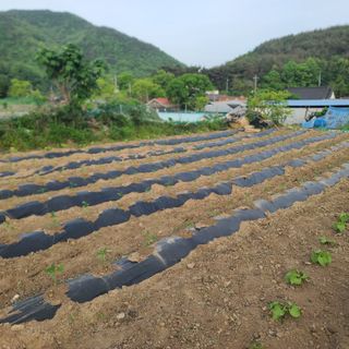 김명철님의 5월 농사계획 공유하기 · 참여글 작성글 사진