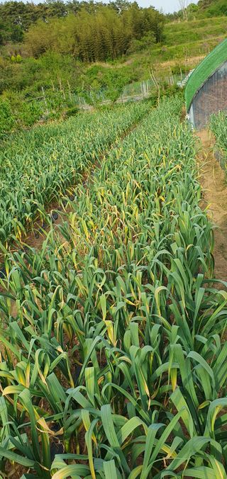 팜모닝회원 성주 님의 마늘 · 병해충상담 작성글 사진