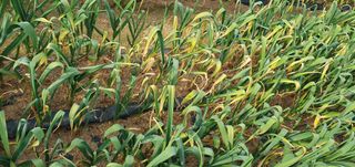 팜모닝회원 성주 님의 마늘 · 병해충상담 작성글 사진