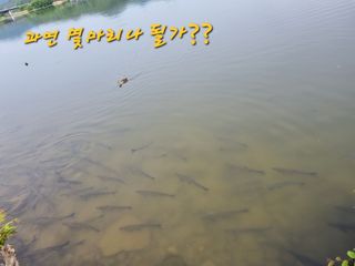 손병만님의 자유주제 · 자유게시판 작성글 사진