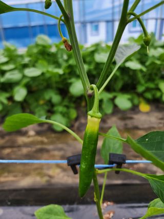 이강현님의 고추 · 병해충상담 작성글 사진