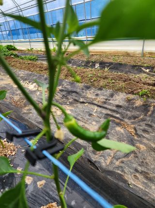 이강현님의 고추 · 병해충상담 작성글 사진