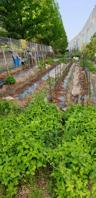 청림구관효님의 고추 · 파종•정식 작성글 사진