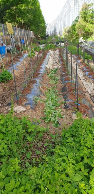 청림구관효님의 고추 · 파종•정식 작성글 사진