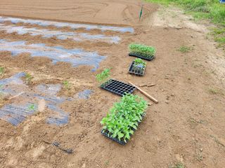 이현숙님의 고추 · 영농일지 작성글 사진