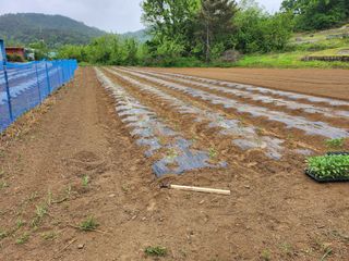 이현숙님의 고추 · 영농일지 작성글 사진