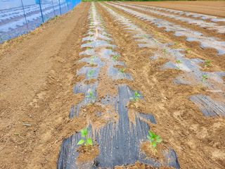 이현숙님의 고추 · 영농일지 작성글 사진