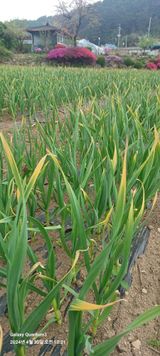 팜모닝 마늘·병해충상담 게시글 이미지