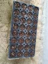 팜모닝 자유주제·자유게시판 게시글 이미지