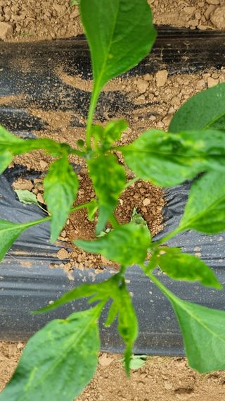 이상균님의 고추 · 병해충상담 작성글 사진