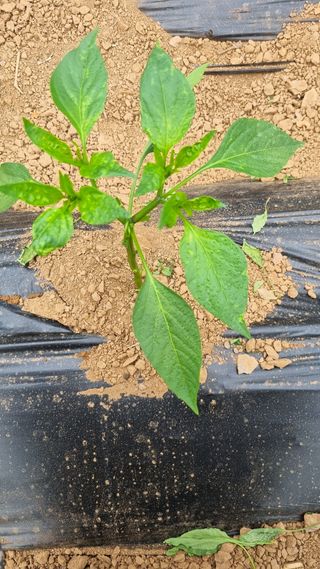 이상균님의 고추 · 병해충상담 작성글 사진