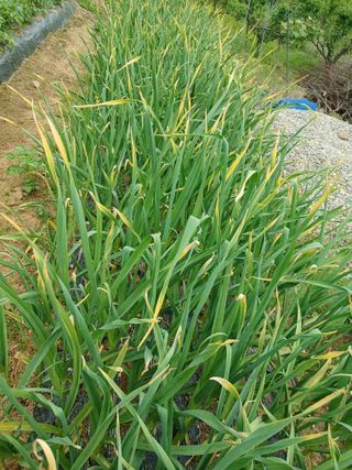 공주카페무릉농원님의 5월 농사계획 공유하기 · 참여글 작성글 사진