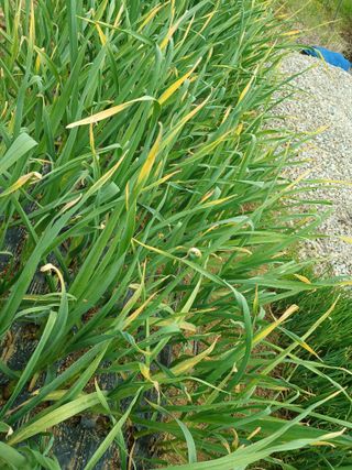 공주카페무릉농원님의 5월 농사계획 공유하기 · 참여글 작성글 사진