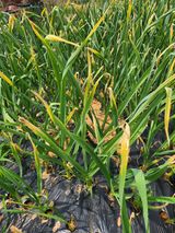 팜모닝 마늘·병해충상담 게시글 이미지