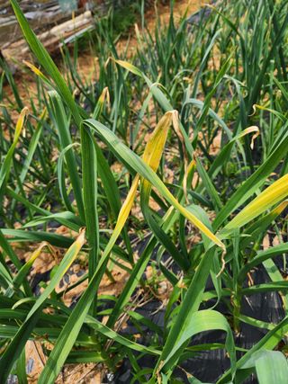 원기서님의 마늘 · 병해충상담 작성글 사진