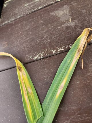 원기서님의 마늘 · 병해충상담 작성글 사진