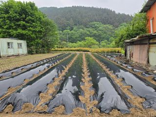 김진환님의 고추 · 영농일지 작성글 사진