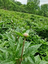 팜모닝 자유주제·자유게시판 게시글 이미지