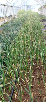 팜모닝 마늘·병해충상담 게시글 이미지