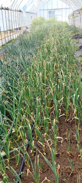 권오철님의 마늘 · 병해충상담 작성글 사진