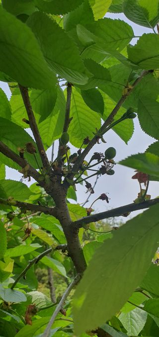 오이13016님의 5월 농사계획 공유하기 · 참여글 작성글 사진