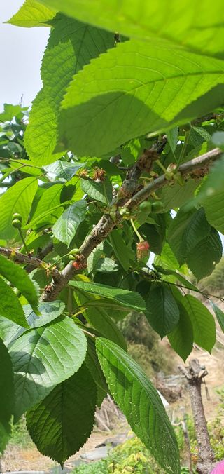 오이13016님의 5월 농사계획 공유하기 · 참여글 작성글 사진