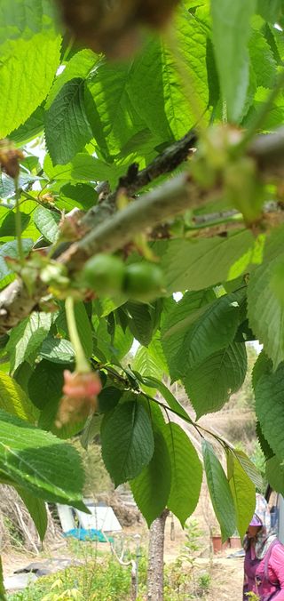 오이13016님의 5월 농사계획 공유하기 · 참여글 작성글 사진