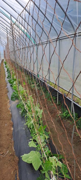 용호님의 호박 · 영농일지 작성글 사진