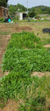 팜모닝 5월 농사계획 공유하기·참여글 게시글 이미지