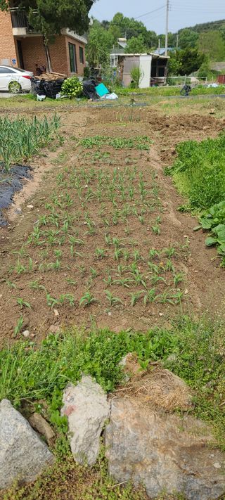 리윤구님의 5월 농사계획 공유하기 · 참여글 작성글 사진