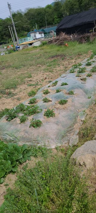 리윤구님의 5월 농사계획 공유하기 · 참여글 작성글 사진