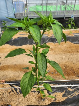 장기수님의 5월 농사계획 공유하기 · 참여글 작성글 사진