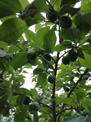 자두농부 6207님의 5월 농사계획 공유하기 · 참여글 작성글 사진