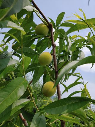 자두농부 6207님의 5월 농사계획 공유하기 · 참여글 작성글 사진