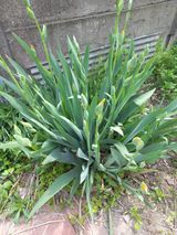 팜모닝 자유주제·자유게시판 게시글 이미지