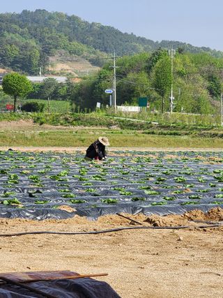 횡성군자연인님의 5월 농사계획 공유하기 · 참여글 작성글 사진