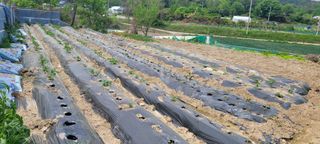 차동근님의 5월 농사계획 공유하기 · 참여글 작성글 사진