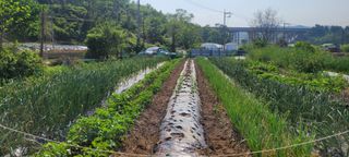 차동근님의 5월 농사계획 공유하기 · 참여글 작성글 사진