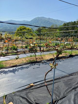 장수 팜 랜드님의 5월 농사계획 공유하기 · 참여글 작성글 사진