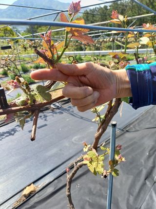 장수 팜 랜드님의 5월 농사계획 공유하기 · 참여글 작성글 사진