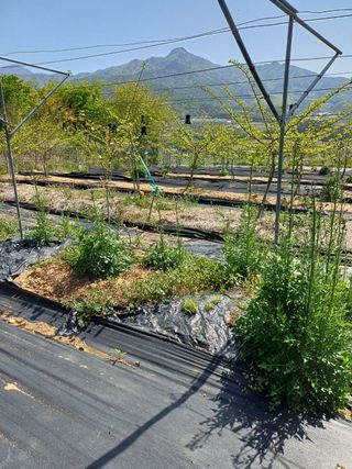 장수 팜 랜드님의 5월 농사계획 공유하기 · 참여글 작성글 사진